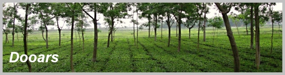 dooars elephant safari